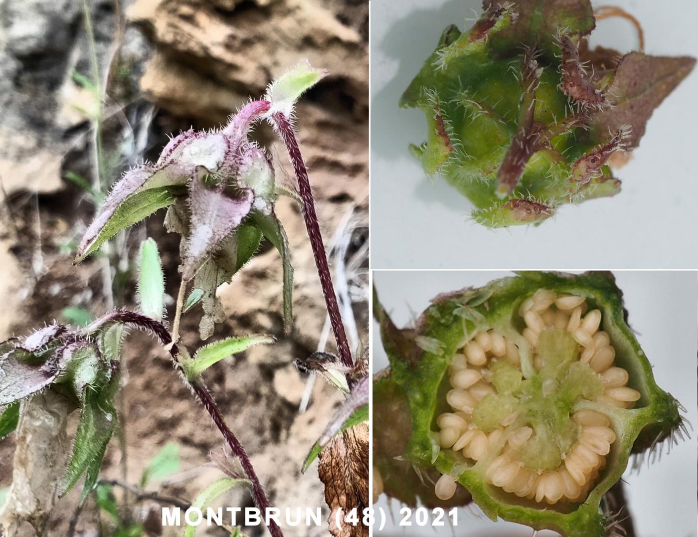 Canterbury Bells fruit